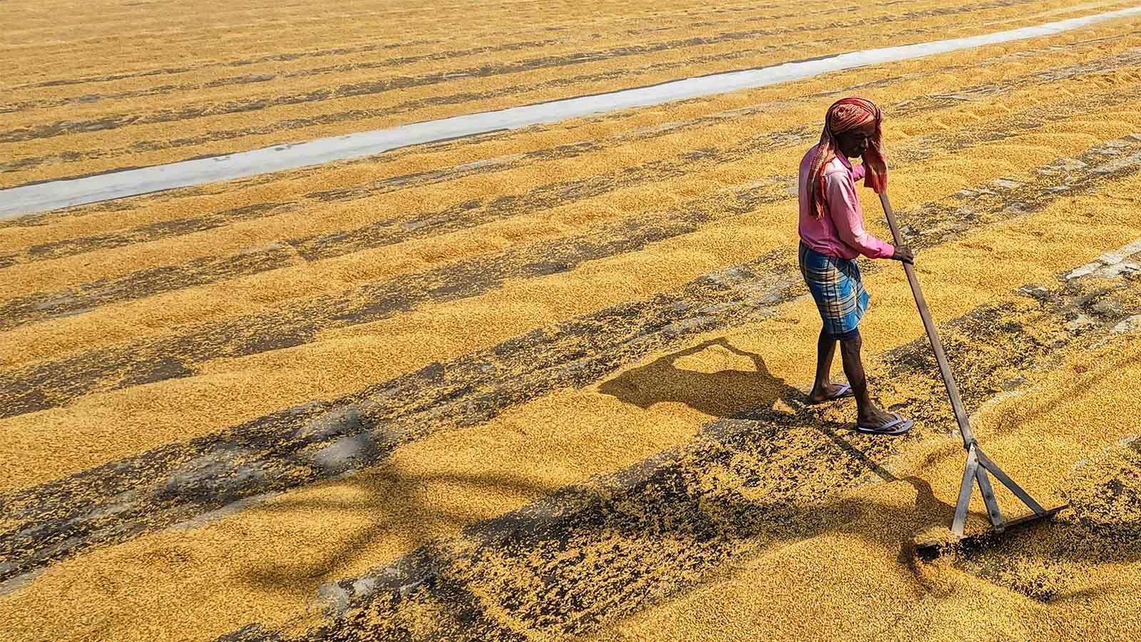 L’impact des pratiques agricoles durables sur les épices : un voyage vers des saveurs d’exception